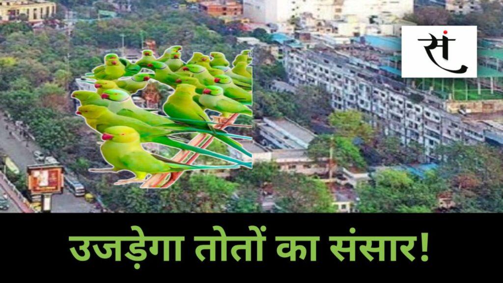 parrot-habitat-trees-cutting