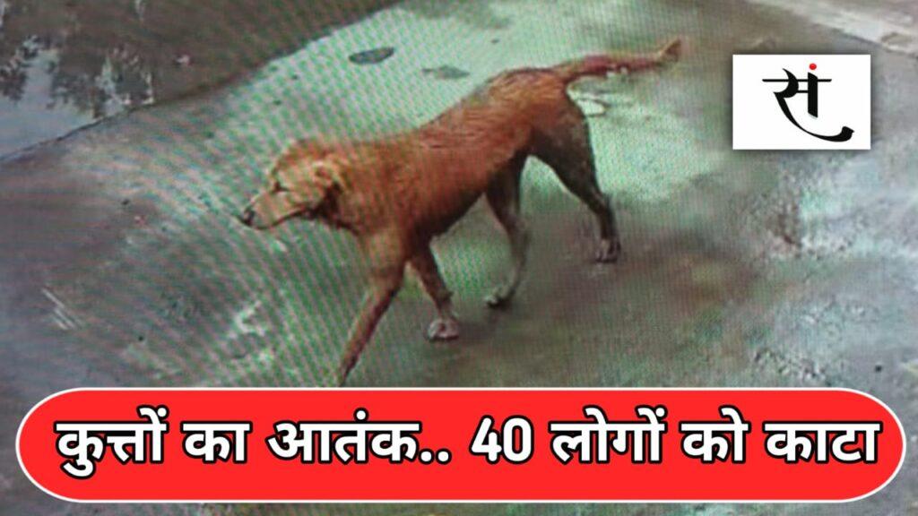 indore-stray-dog-attack