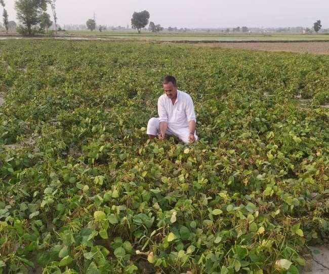 मध्यप्रदेश न्यूज, किसान समाचार, मूंग खरीदी, उड़द खरीदी, मूंग MSP, उड़द बोनस, 600 रुपए बोनस, किसान योजना, कृषि समाचार, MP News, भोपाल न्यूज